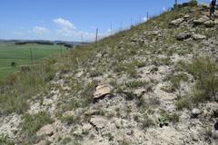 Hermannia geniculata