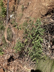 Olearia rugosa rugosa