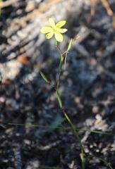 Moraea elsiae