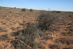 Diospyros lycioides lycioides