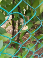 Cicada orni