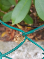 Cicada orni