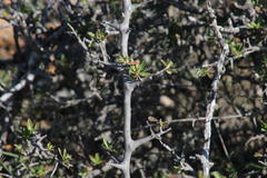 Diospyros lycioides lycioides
