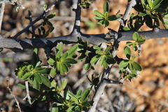 Diospyros lycioides lycioides