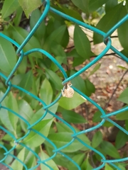 Cicada orni