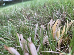 Clavulinopsis helvola