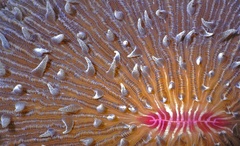 Ctenactis albitentaculata