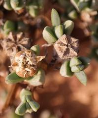 Antimima dasyphylla