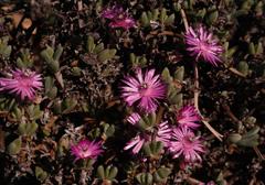 Antimima dasyphylla