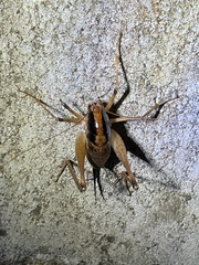 Diestrammena elegantissima