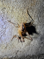 Diestrammena elegantissima