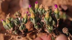 Antimima dasyphylla