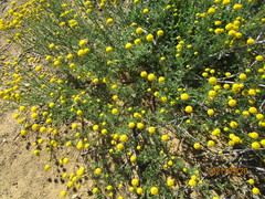 Oncosiphon suffruticosus