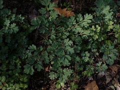 Capnoides sempervirens