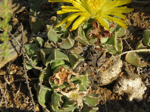 Mesembryanthemum bosscheanum A.Berger