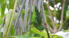 Forpus crassirostris