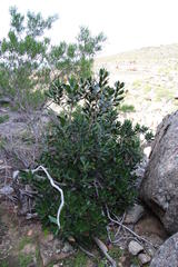 Hyaenanche globosa