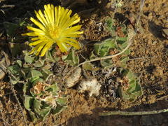 Faucaria bosscheana