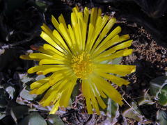 Faucaria bosscheana