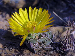 Faucaria bosscheana