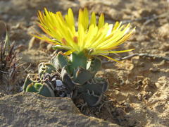 Faucaria bosscheana