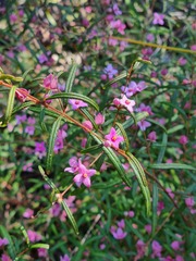 Boronia chartacea