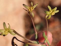 Freesia viridis crispifolia