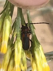 Crossidius coralinus