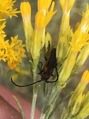 Crossidius coralinus