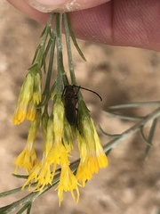 Crossidius coralinus