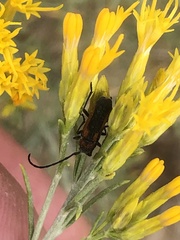 Crossidius coralinus