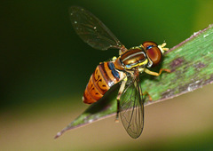 Toxomerus pulchellus