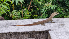 Varanus bengalensis