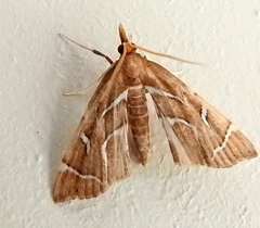 Panotima angularis