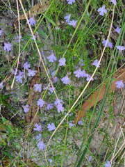 Prostanthera sejuncta