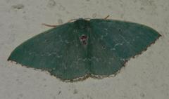 Neromia impostura