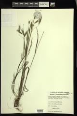 Bromus commutatus
