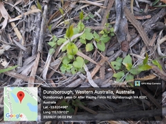 Pterostylis crispula
