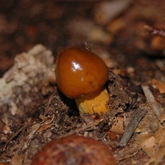 Tolypocladium capitatum