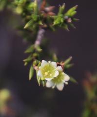 Diosma acmaeophylla