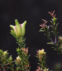 Diosma acmaeophylla