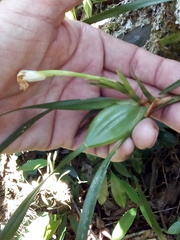 Maxillaria pulchra