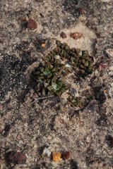 Anacampseros retusa
