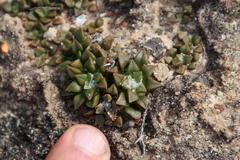 Anacampseros retusa