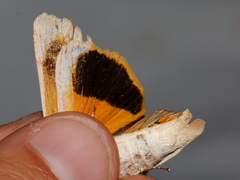 Noctua tirrenica