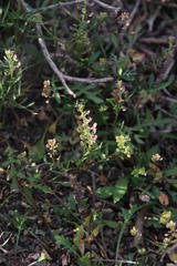 Lepidium africanum divaricatum
