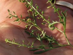 Lepidium africanum divaricatum