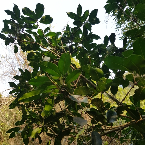 Giant Pock-ironwood (Noronhia peglerae)