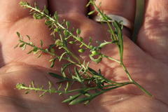 Lepidium africanum divaricatum