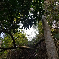 Chionanthus peglerae